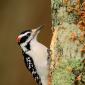 Hairy woodpecker