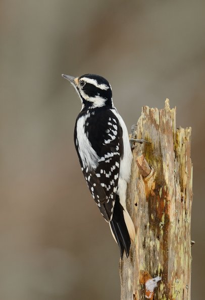 Hairy woodpecker