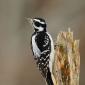 Hairy woodpecker