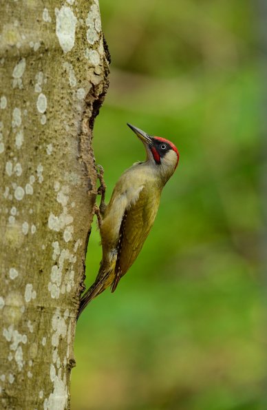 Picchio verde