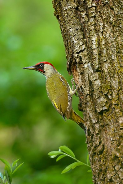 Picchio verde 