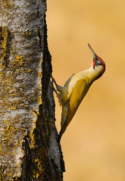 Picchio verde