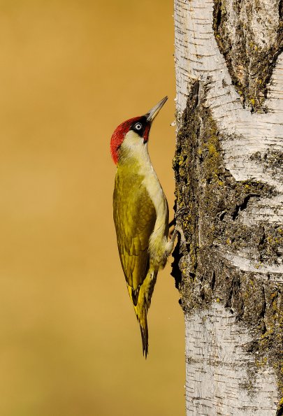 Picchio verde
