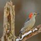 Red-bellied woodpecker