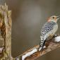 Red-bellied woodpecker