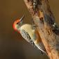 Red-bellied woodpecker