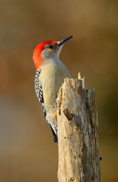 Red-bellied woodpecker