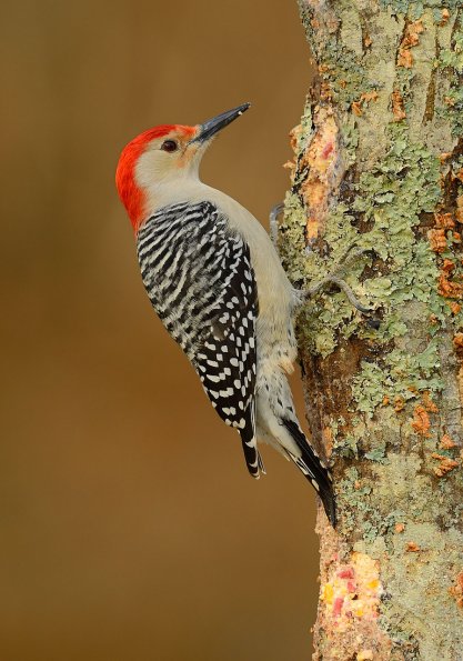Red-bellied woodpecker