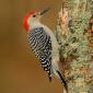 Red-bellied woodpecker