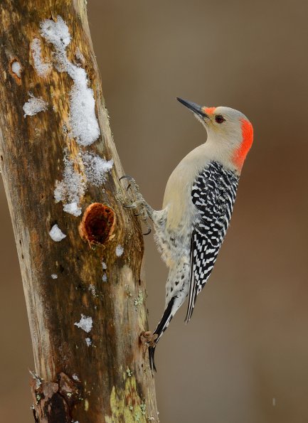 Red-bellied woodpecker