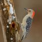 Red-bellied woodpecker