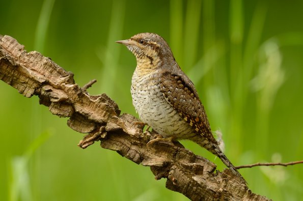 Torcicollo 