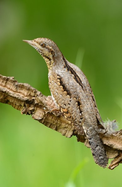 Torcicollo 