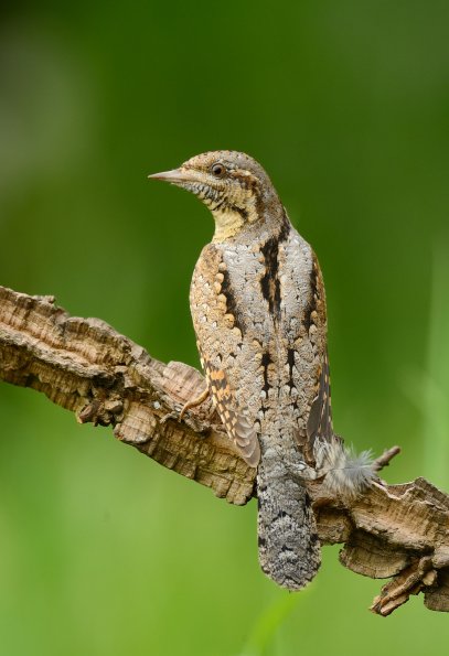 Torcicollo 