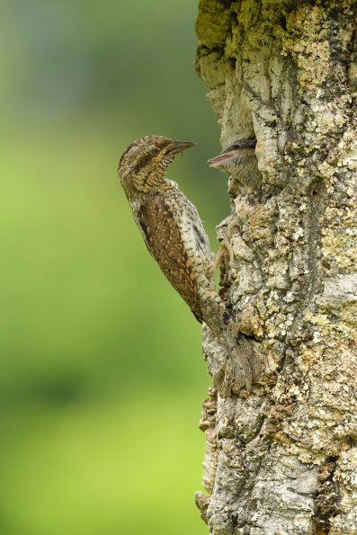 Torcicollo