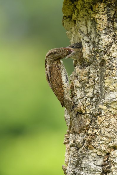 Torcicollo