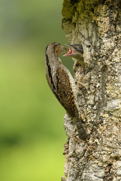 Torcicollo