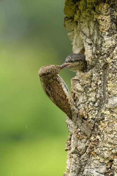 Torcicollo