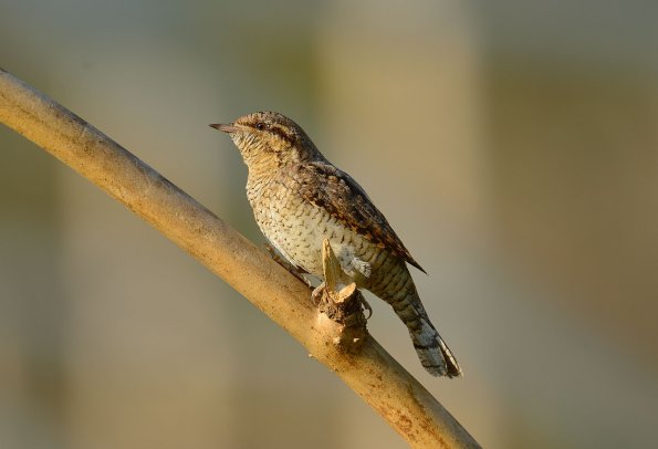 Torcicollo