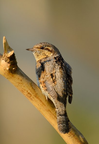 Torcicollo