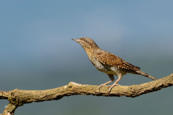 Torcicollo