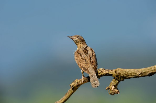 Torcicollo