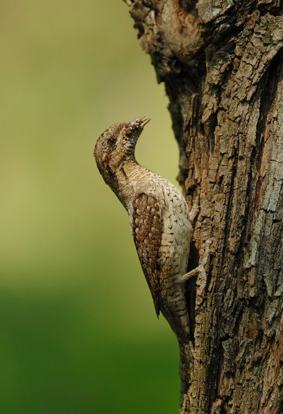 Torcicollo 