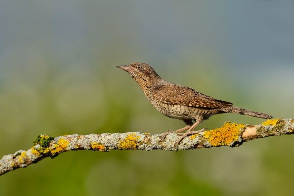 Torcicollo 
