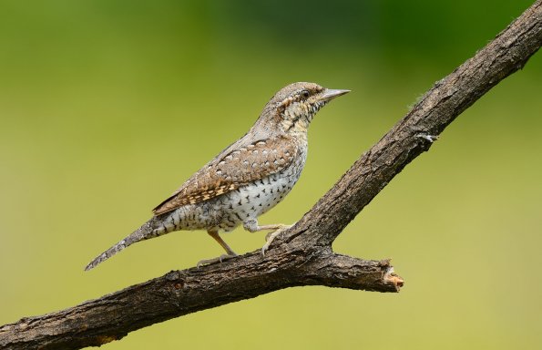 Torcicollo 
