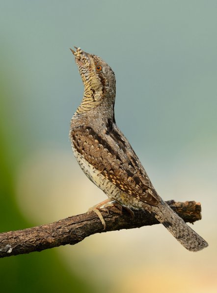 Torcicollo