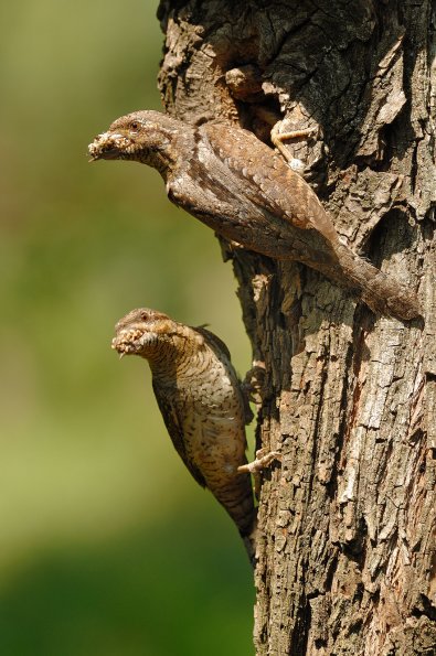 Torcicollo 