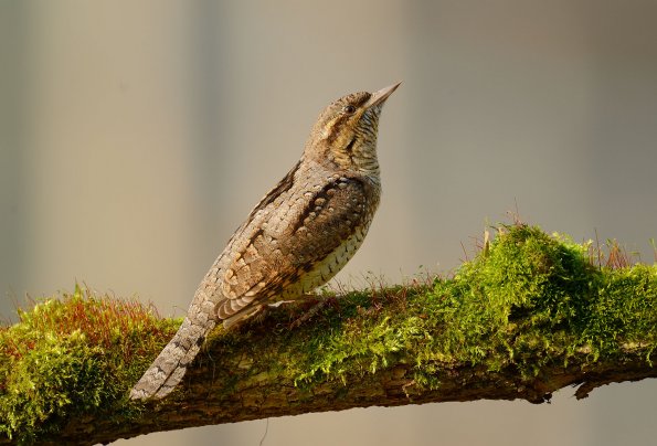 Torcicollo