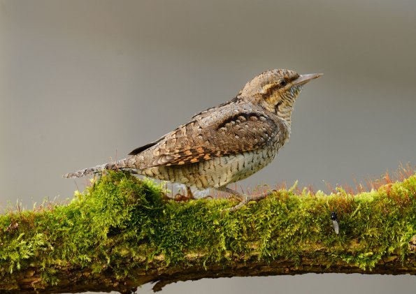 Torcicollo