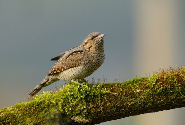 Torcicollo