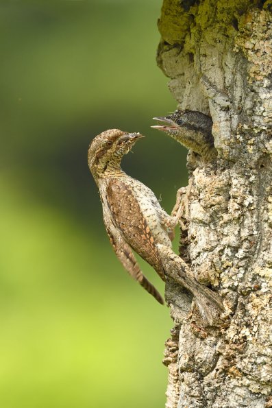 Torcicollo
