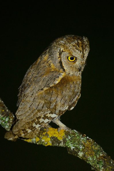 Assiolo