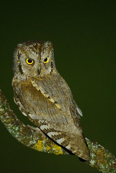 Assiolo