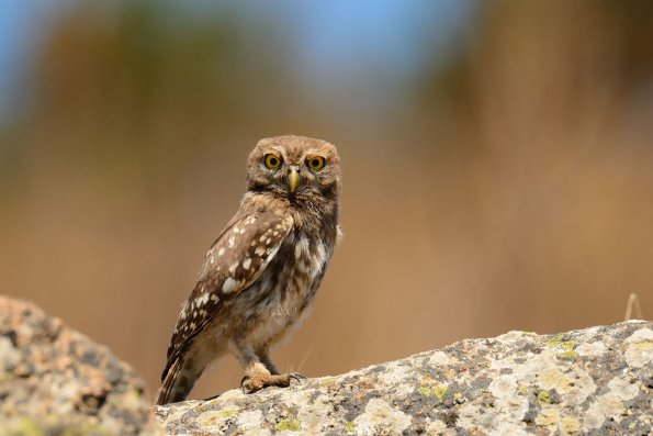 Civetta