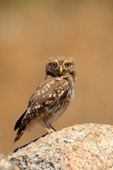 Civetta