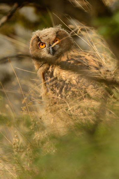 Gufo reale (juv)