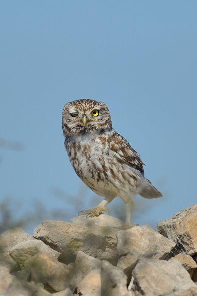 Civetta