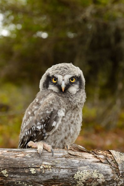 Ulula (juv)