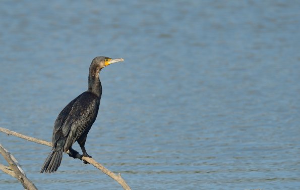 Cormorano
