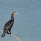 Cormorano