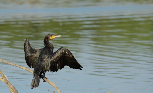 Cormorano