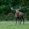 Cervo