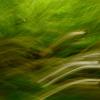 Acqua
